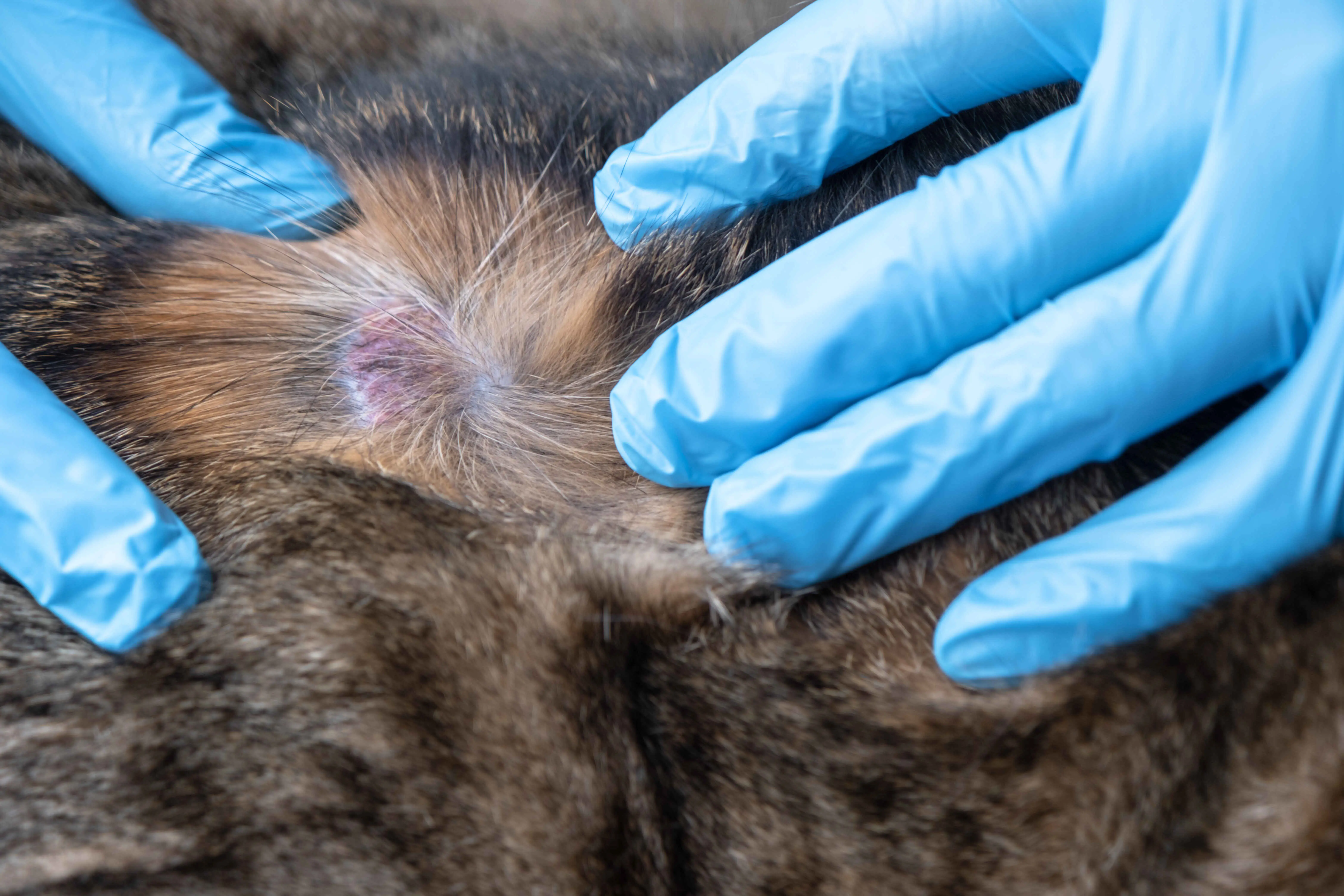 Dog Rash Treatment showing a veterinarian examining an irritated skin rash on a dog