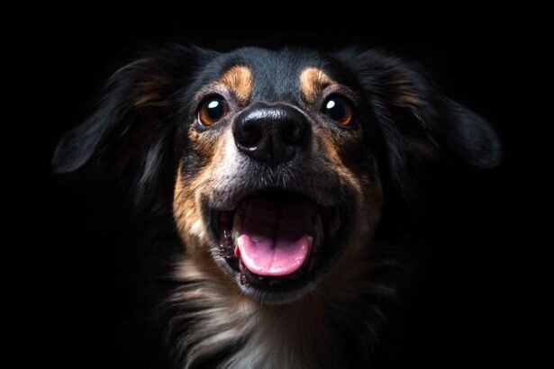 happy dog close up portrait dog care guide healthy dog smiling pet care tips