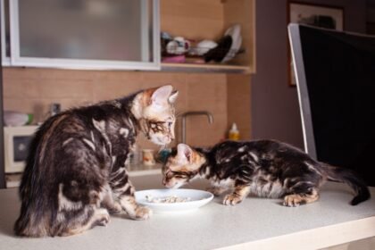 kitten food vs cat food young kittens eating wet food difference between kitten and adult cat diet