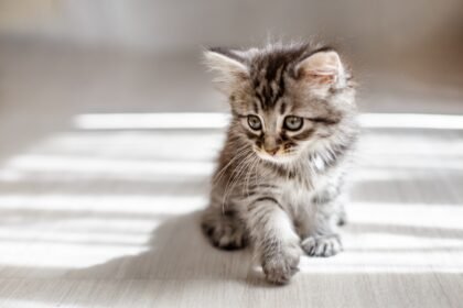 Kitten Training Guide showing young kitten learning and exploring indoors