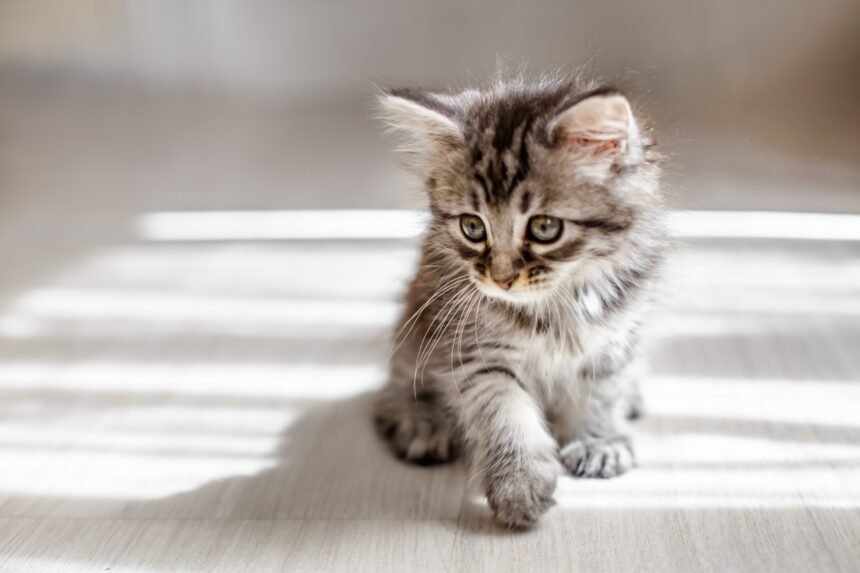 Kitten Training Guide showing young kitten learning and exploring indoors