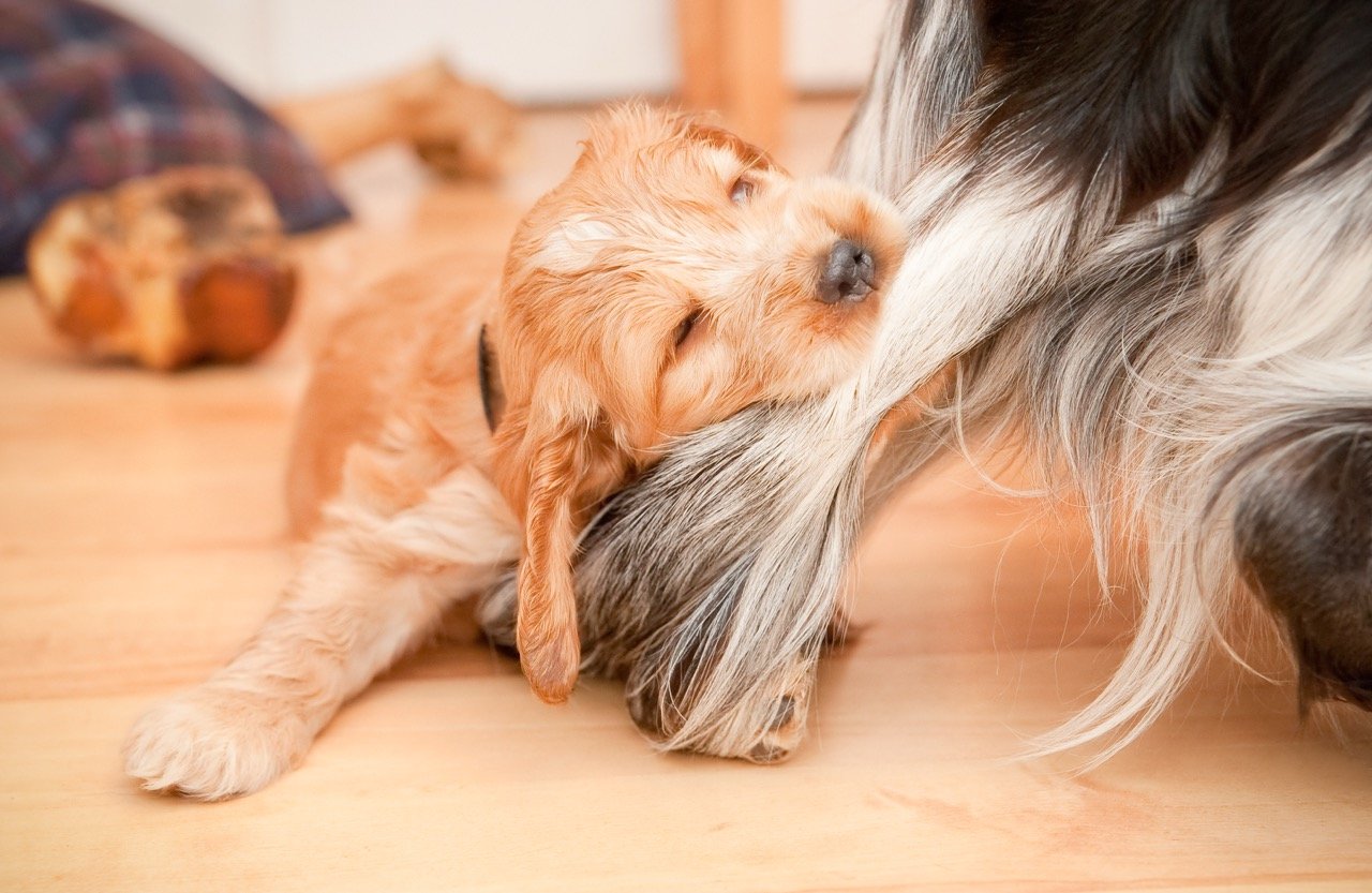 puppy biting vs aggressive biting gentle puppy mouthing older dog tail playful behavior