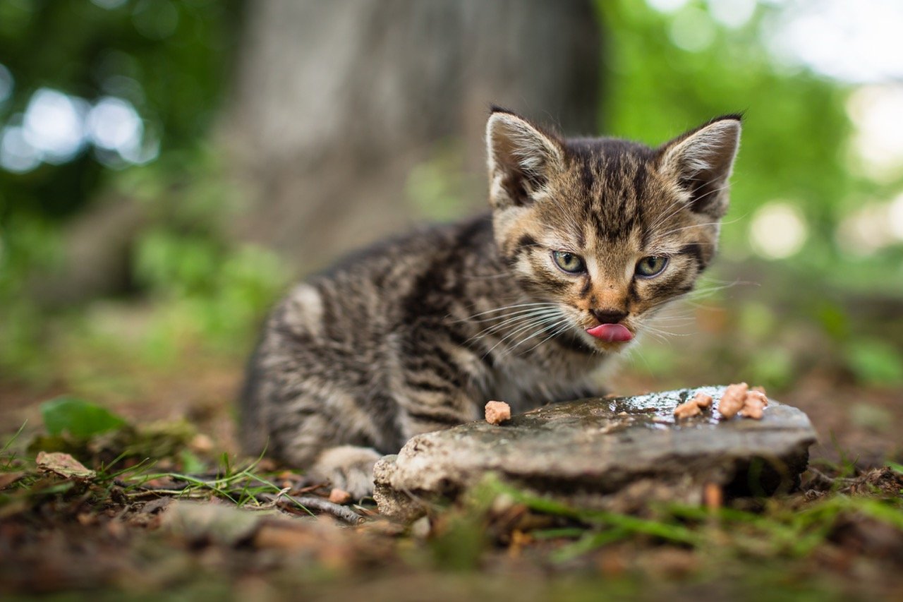 kitten eating cat food outdoors insect protein cat food natural diet alternative for cats