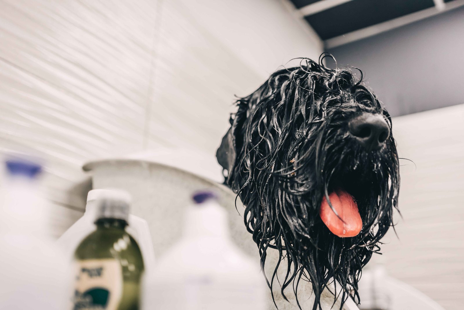 Home Remedies for Itchy Dogs: 9 Natural Solutions That Actually Work 2 What stops dog itching immediately shown with dog after bath using soothing shampoo