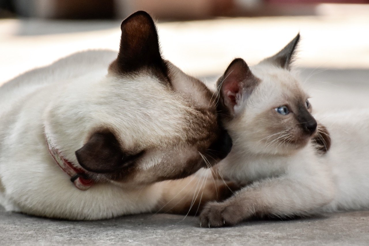 adult cat with kitten siamese cats together can adult cats eat kitten food nutrition difference