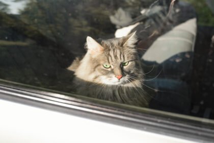 Cat in car showing signs of cat motion sickness during travel