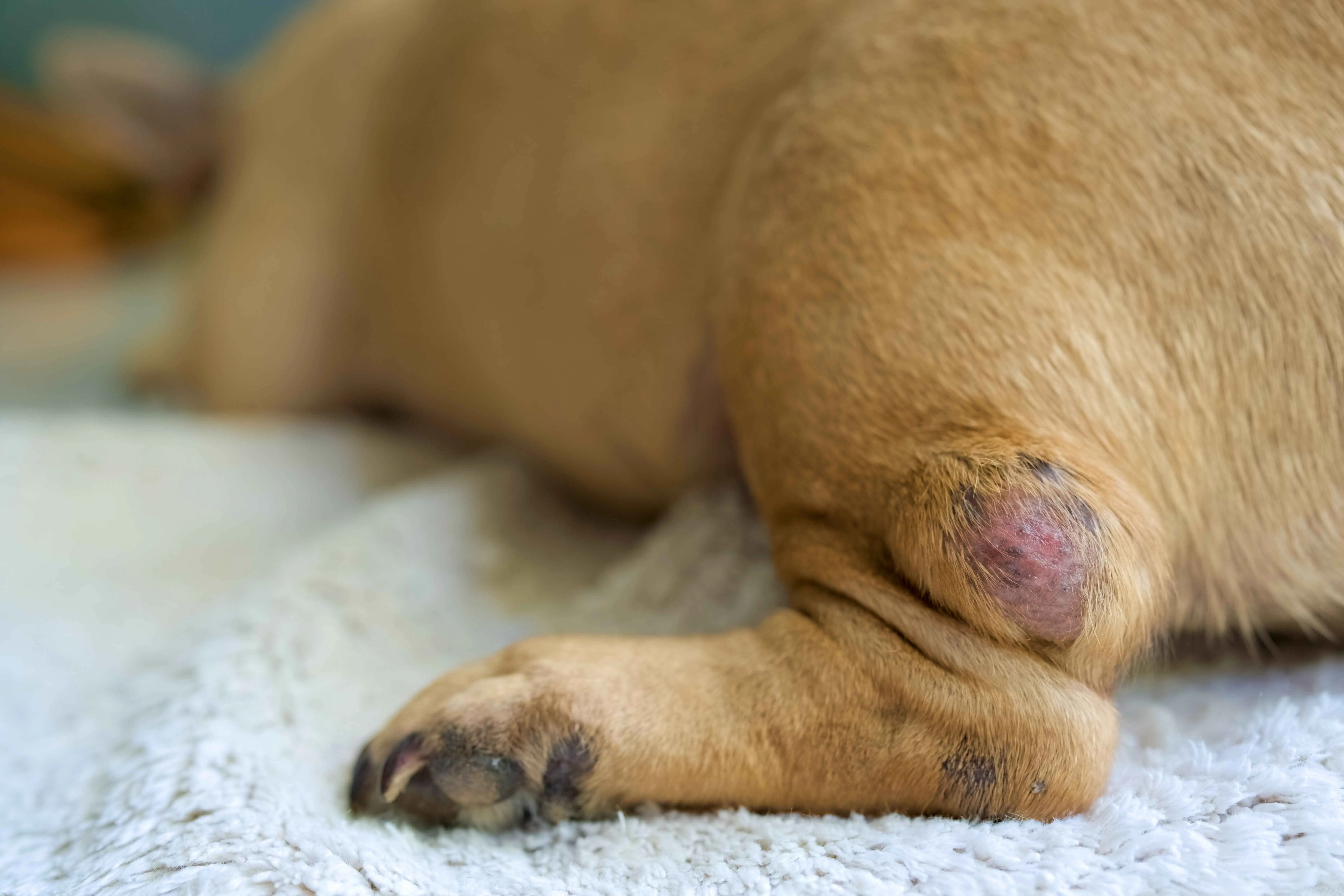 Dog skin rash on hind leg before treatment showing why proper cleaning is important for how to apply treatment safely