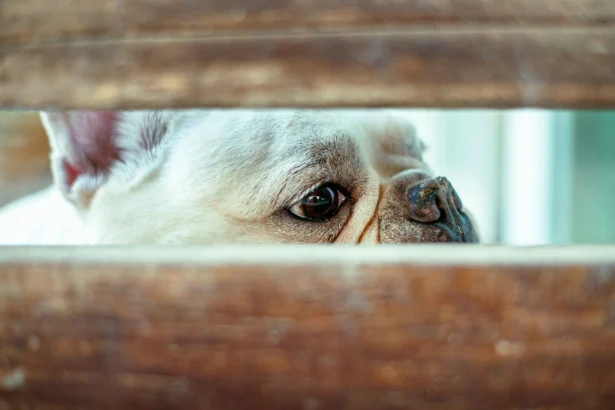 Dog anxiety symptoms – close-up of a worried French bulldog hiding behind wooden slats