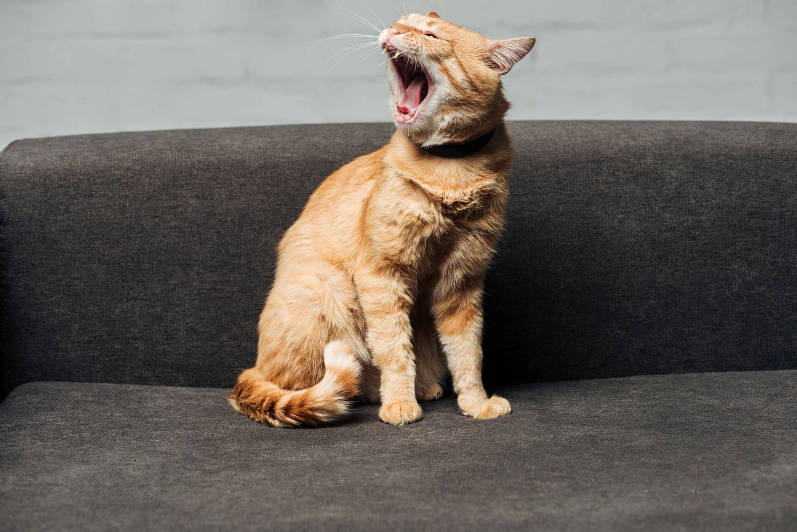 A ginger cat looking stressed, representing common cat behavior problems