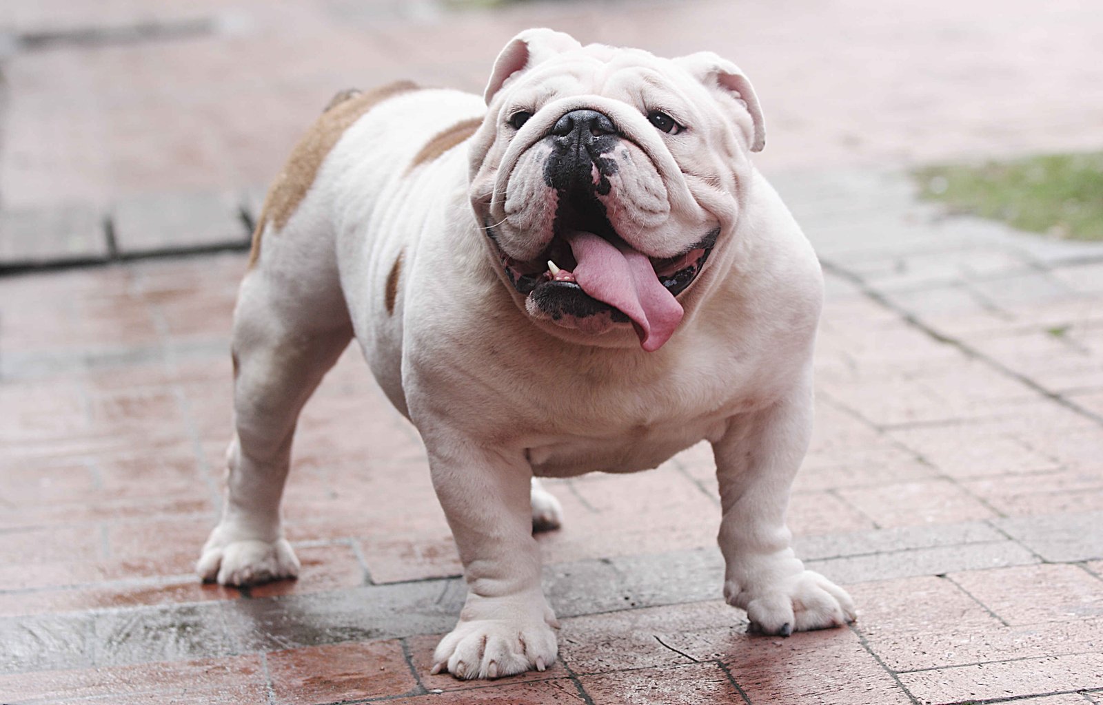 Dog Health Problems By Breed: Vet-Approved Tips and Advice 2 English Bulldog standing outdoors illustrating breed-specific dog health problems