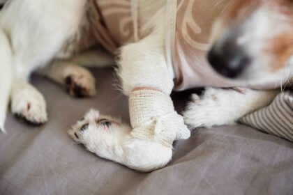 Selective Breeding Health Problems in Dogs: 7 Serious Risks Every Owner Should Know