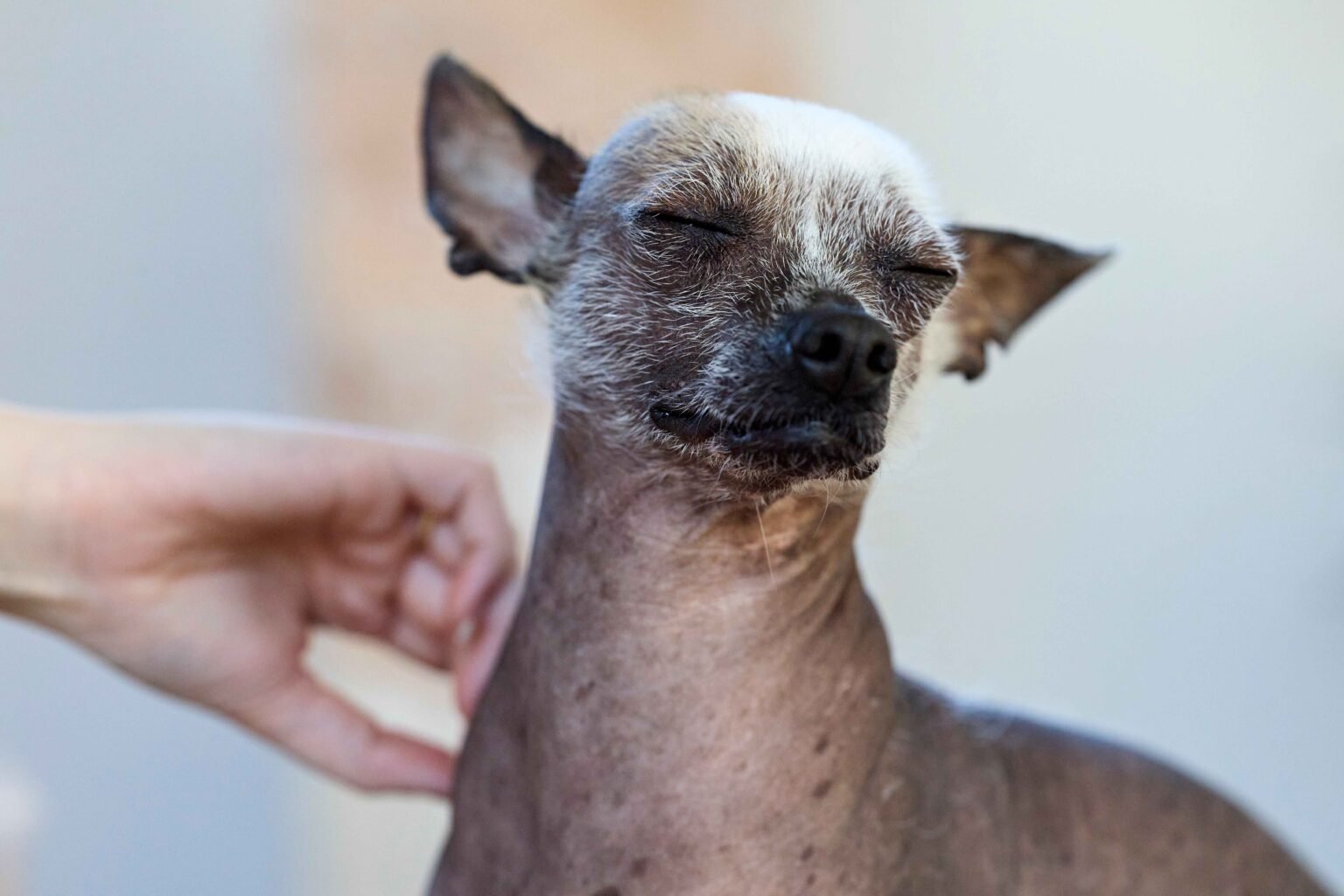 Dog Skin Problems: Causes, Symptoms & Treatment (Vet-Approved Guide) 1 Dog Skin Problems: A small hairless Chihuahua with eyes closed, being gently petted by a human hand under its chin.