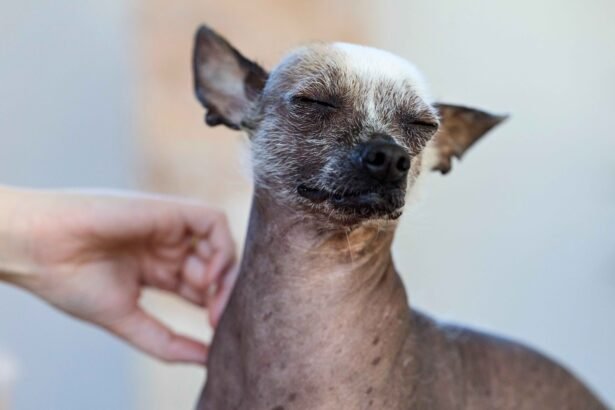 Dog Skin Problems: A small hairless Chihuahua with eyes closed, being gently petted by a human hand under its chin.