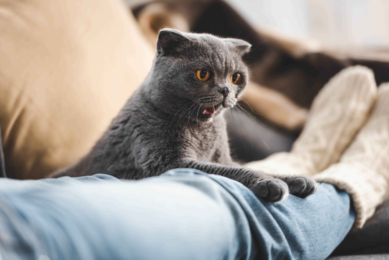 Cat Anxiety Symptoms and Treatment: Grey Scottish Fold cat with yellow eyes sitting on a person's lap on the sofa, looking curiously at the camera with its mouth slightly open
