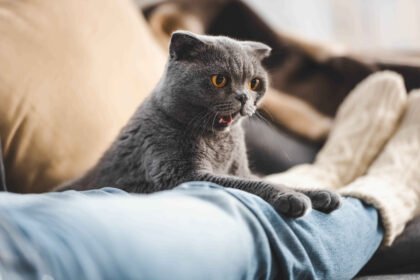 Cat Anxiety Symptoms and Treatment: Grey Scottish Fold cat with yellow eyes sitting on a person's lap on the sofa, looking curiously at the camera with its mouth slightly open