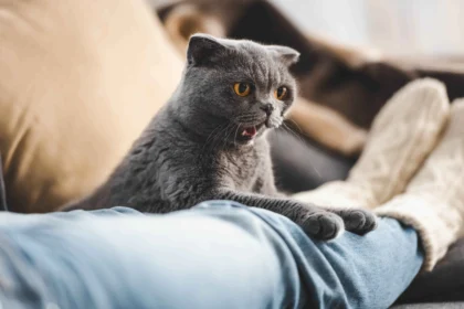 Cat Anxiety Symptoms and Treatment: Grey Scottish Fold cat with yellow eyes sitting on a person's lap on the sofa, looking curiously at the camera with its mouth slightly open