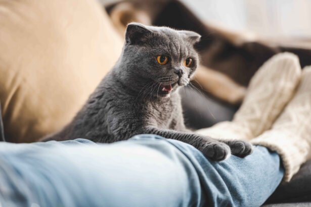 Cat Anxiety Symptoms and Treatment: Grey Scottish Fold cat with yellow eyes sitting on a person's lap on the sofa, looking curiously at the camera with its mouth slightly open