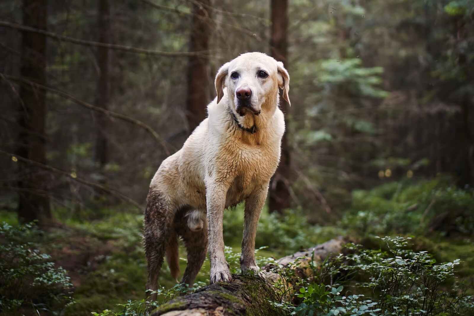 Dog Health Problems By Breed: Vet-Approved Tips and Advice 3 Large breed dog standing in forest illustrating health challenges in large and giant dog breeds