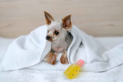Home remedies for itchy dogs shown with small dog wrapped in towel after bath