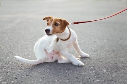 how to prevent dog skin problems: Dog scratching skin while on leash outdoors, sign of irritation and skin problems in dogs