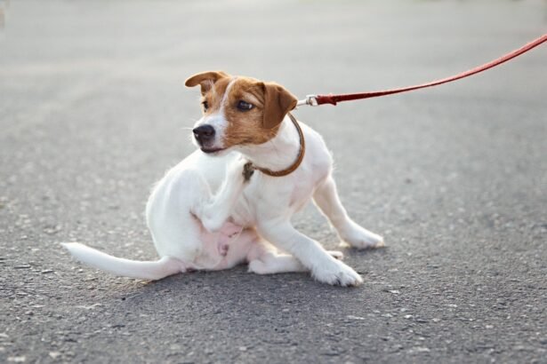 how to prevent dog skin problems: Dog scratching skin while on leash outdoors, sign of irritation and skin problems in dogs