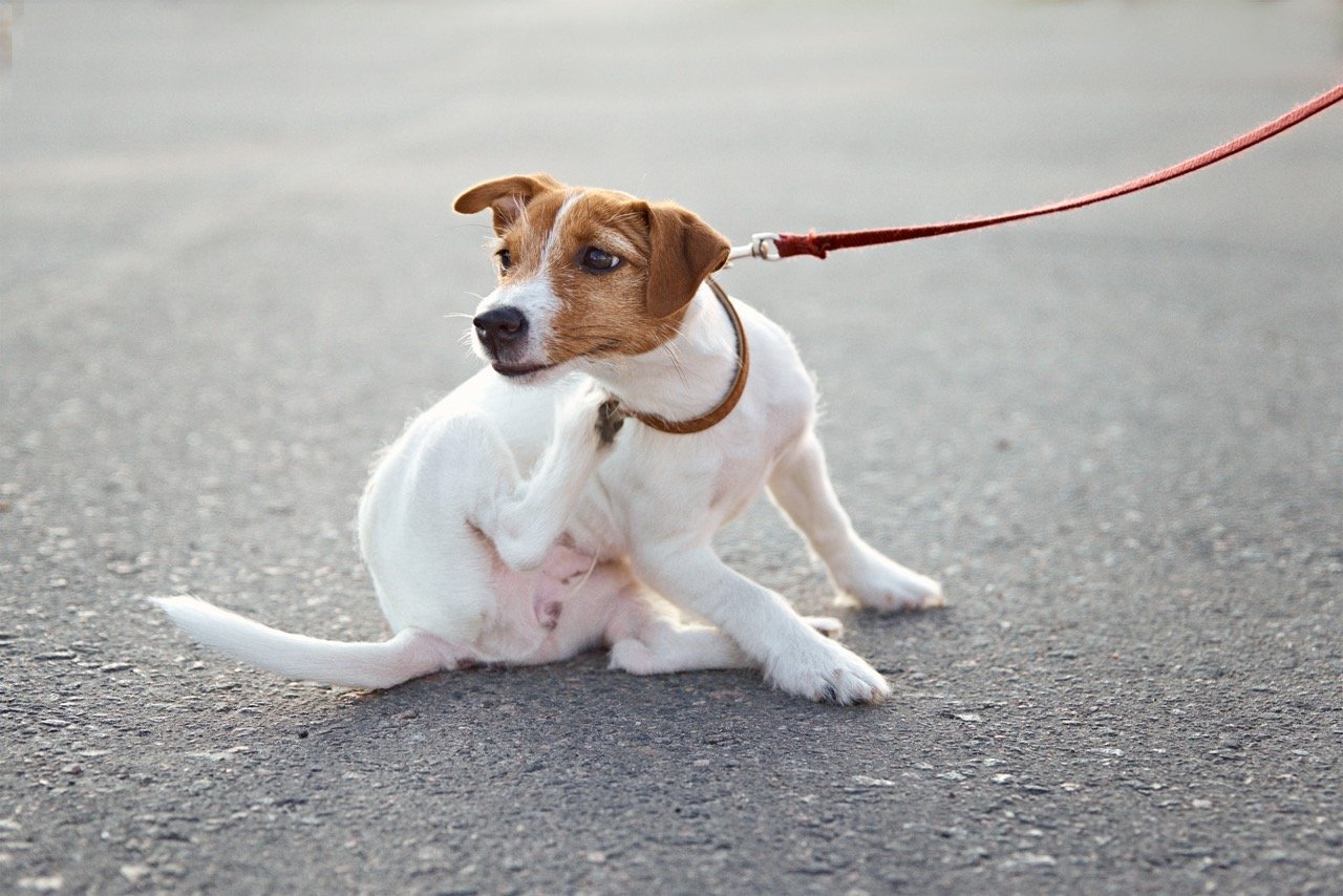 how to prevent dog skin problems: Dog scratching skin while on leash outdoors, sign of irritation and skin problems in dogs