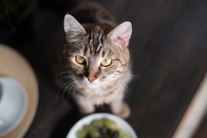insect protein for cats is a food alternative sustainable nutrition for cats eco friendly pet food concept
