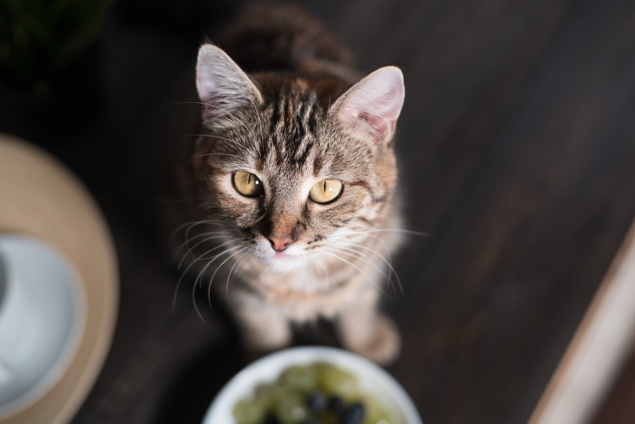 insect protein for cats is a food alternative sustainable nutrition for cats eco friendly pet food concept