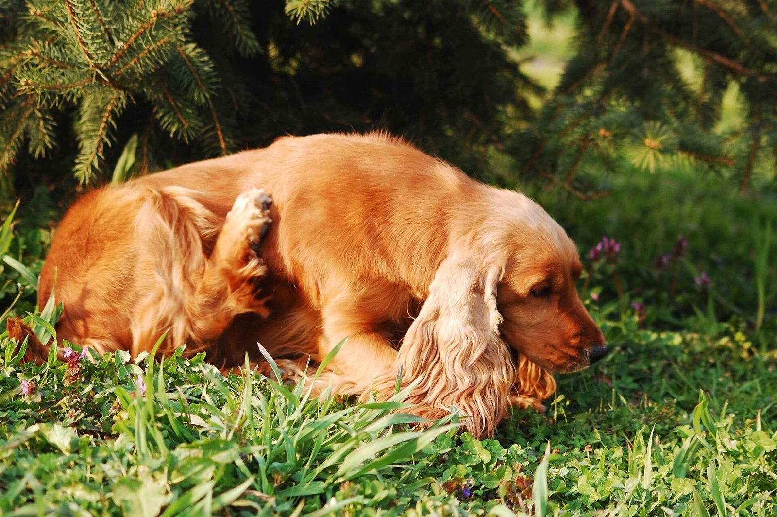 Dog Skin Problems: Causes, Symptoms & Treatment (Vet-Approved Guide) 3 A healthy dog receiving dog itchy skin treatment outside