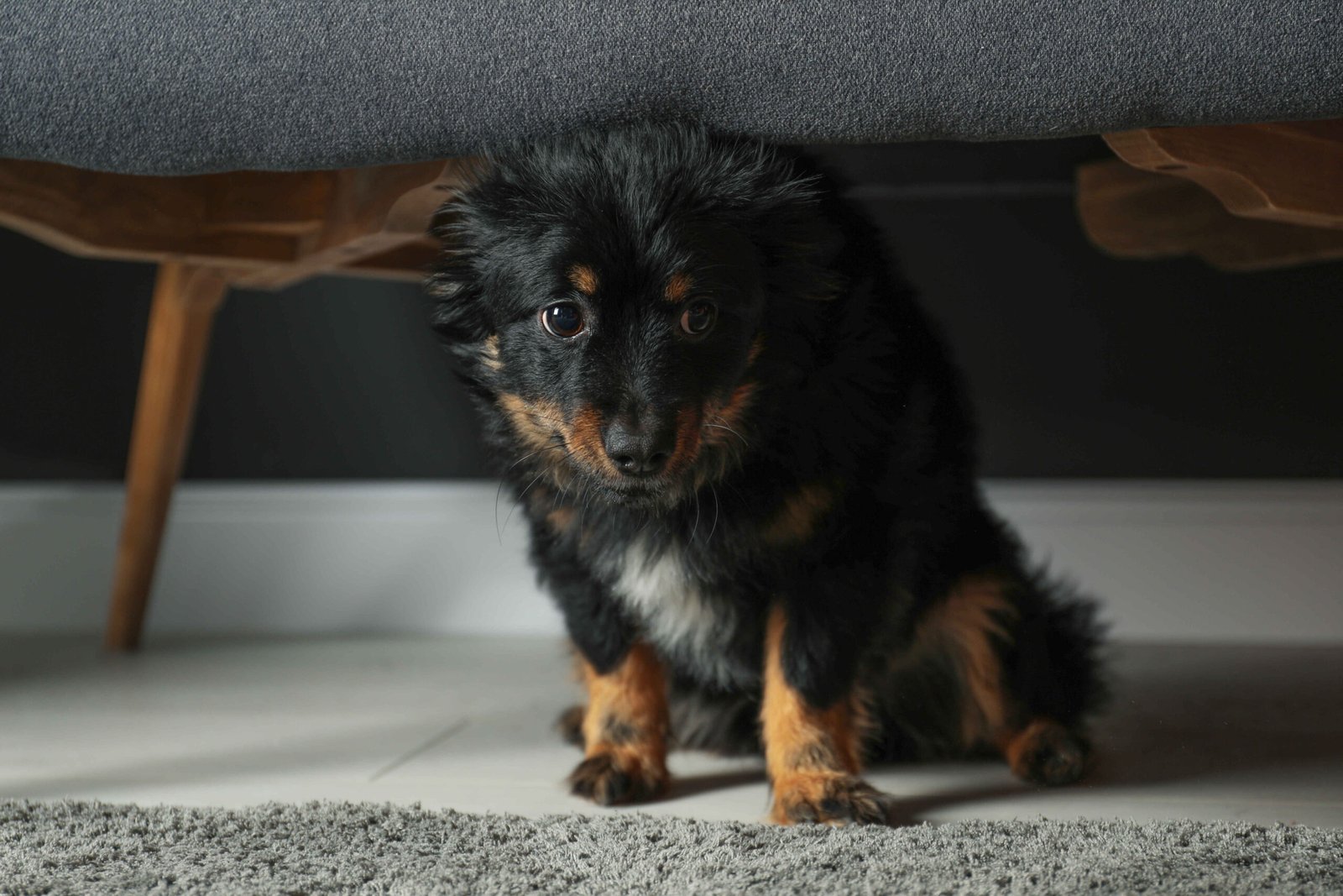 A scared dog hiding under a couch displaying severe dog anxiety symptoms