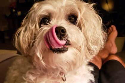 why dogs lick their nose close up of dog licking its nose with tongue curled over snout