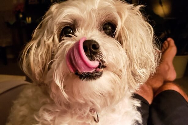 why dogs lick their nose close up of dog licking its nose with tongue curled over snout