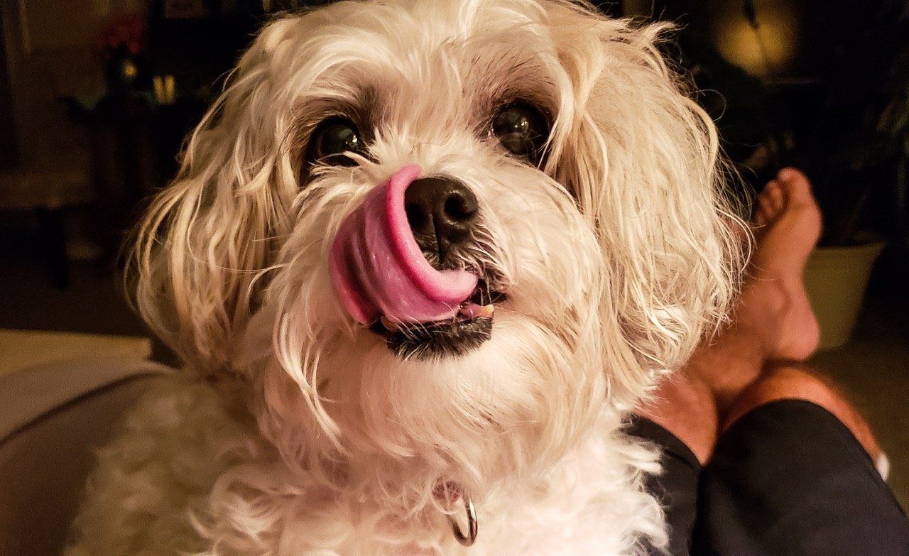 why dogs lick their nose close up of dog licking its nose with tongue curled over snout