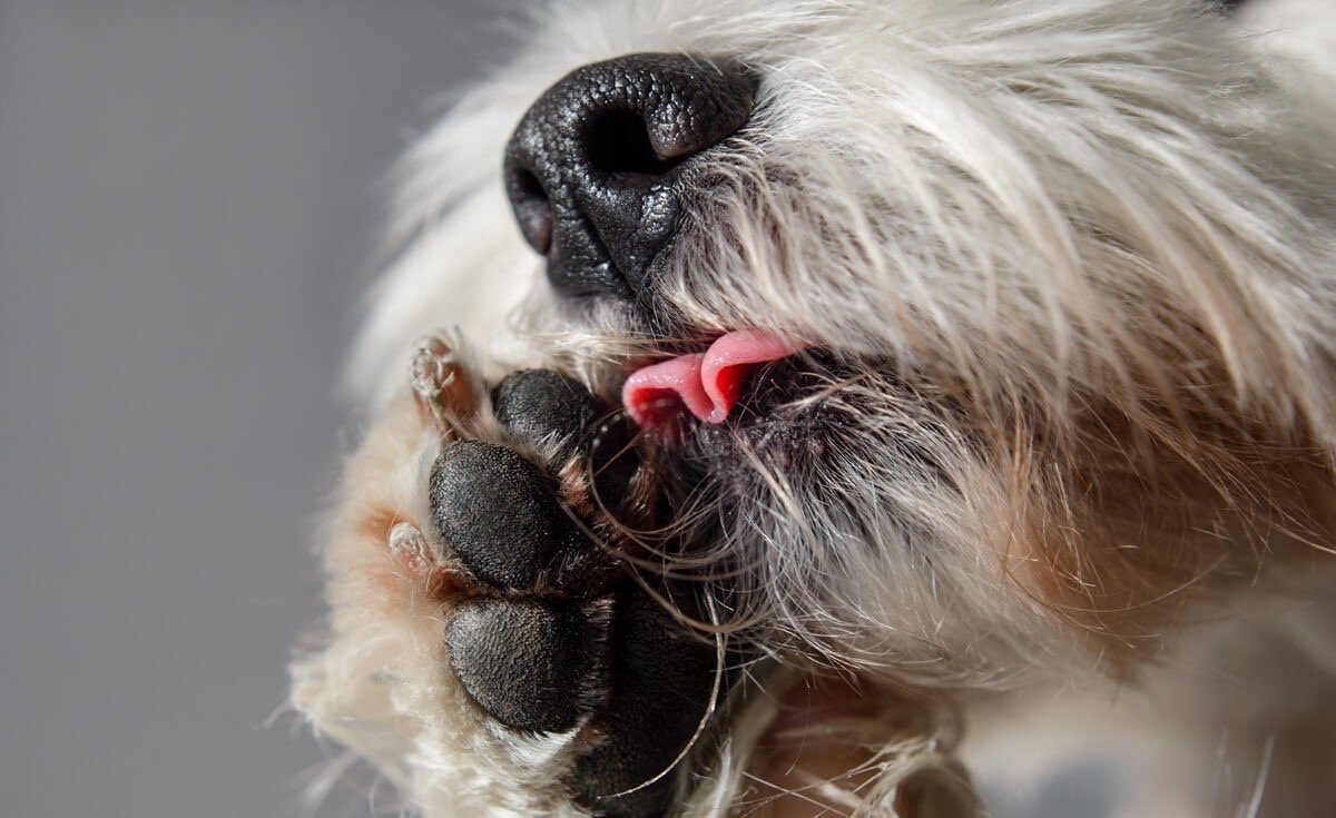 Why Do Dogs Lick Their Paws? Causes, Fixes & When to Worry 3 why do dogs lick their paws close up of dog licking paw showing tongue and paw pads