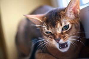 Why Is My Cat Suddenly Aggressive? Cat showing defensive body language and hissing due to stress or fear