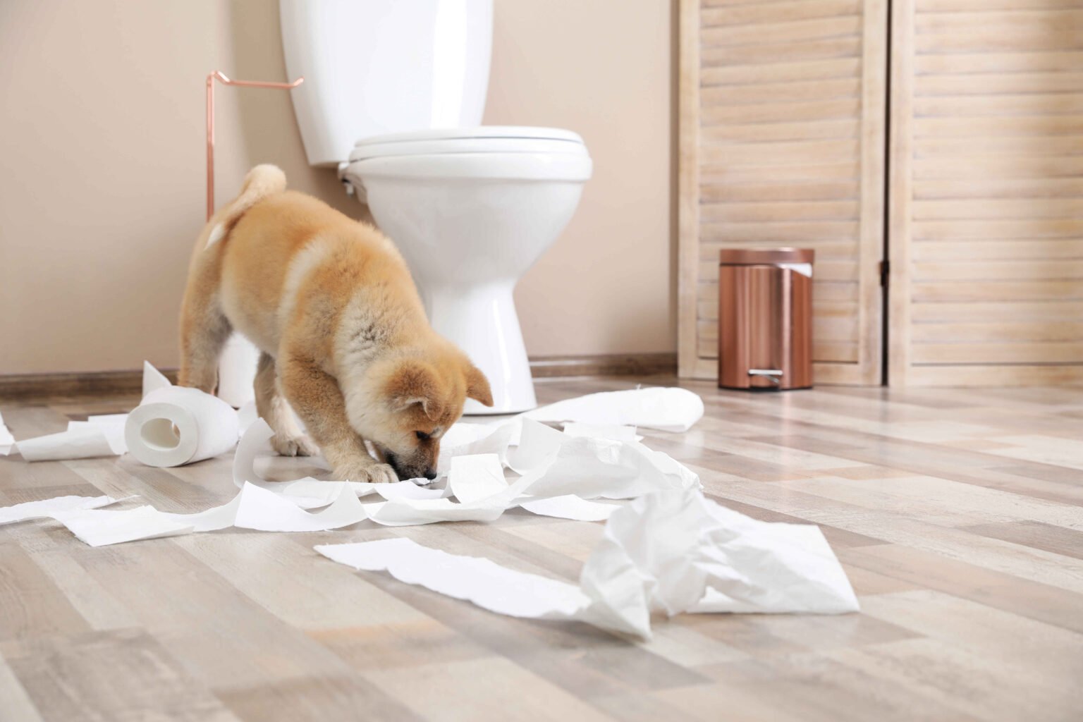 Puppy chewing toilet paper in a bathroom, a common situation that can lead owners to search for dog diarrhea home remedies.