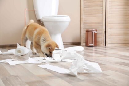 Puppy chewing toilet paper in a bathroom, a common situation that can lead owners to search for dog diarrhea home remedies.
