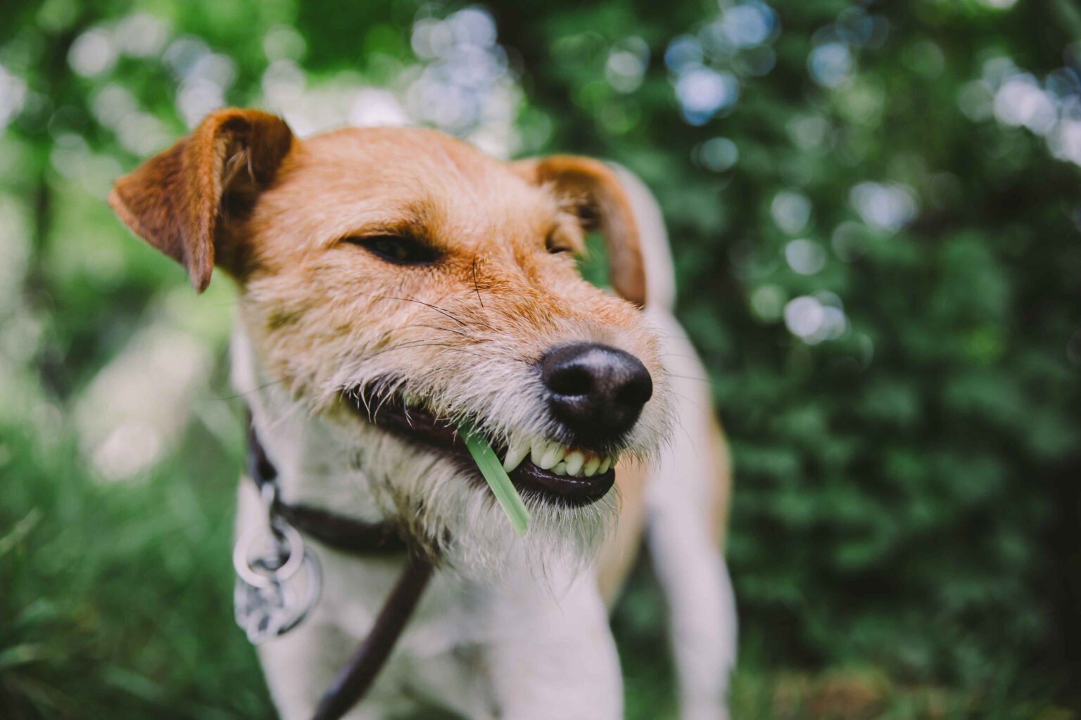 Why Do Dogs Eat Grass while walking outdoors and chewing on fresh grass
