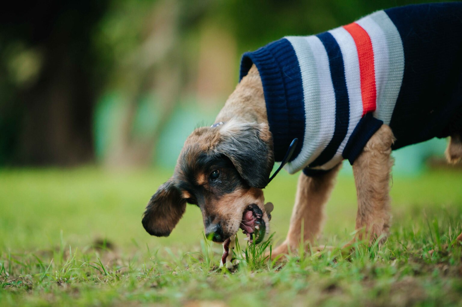 why is my dog vomiting. Puppy eating grass outdoors possible cause of vomiting
