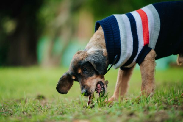 why is my dog vomiting. Puppy eating grass outdoors possible cause of vomiting