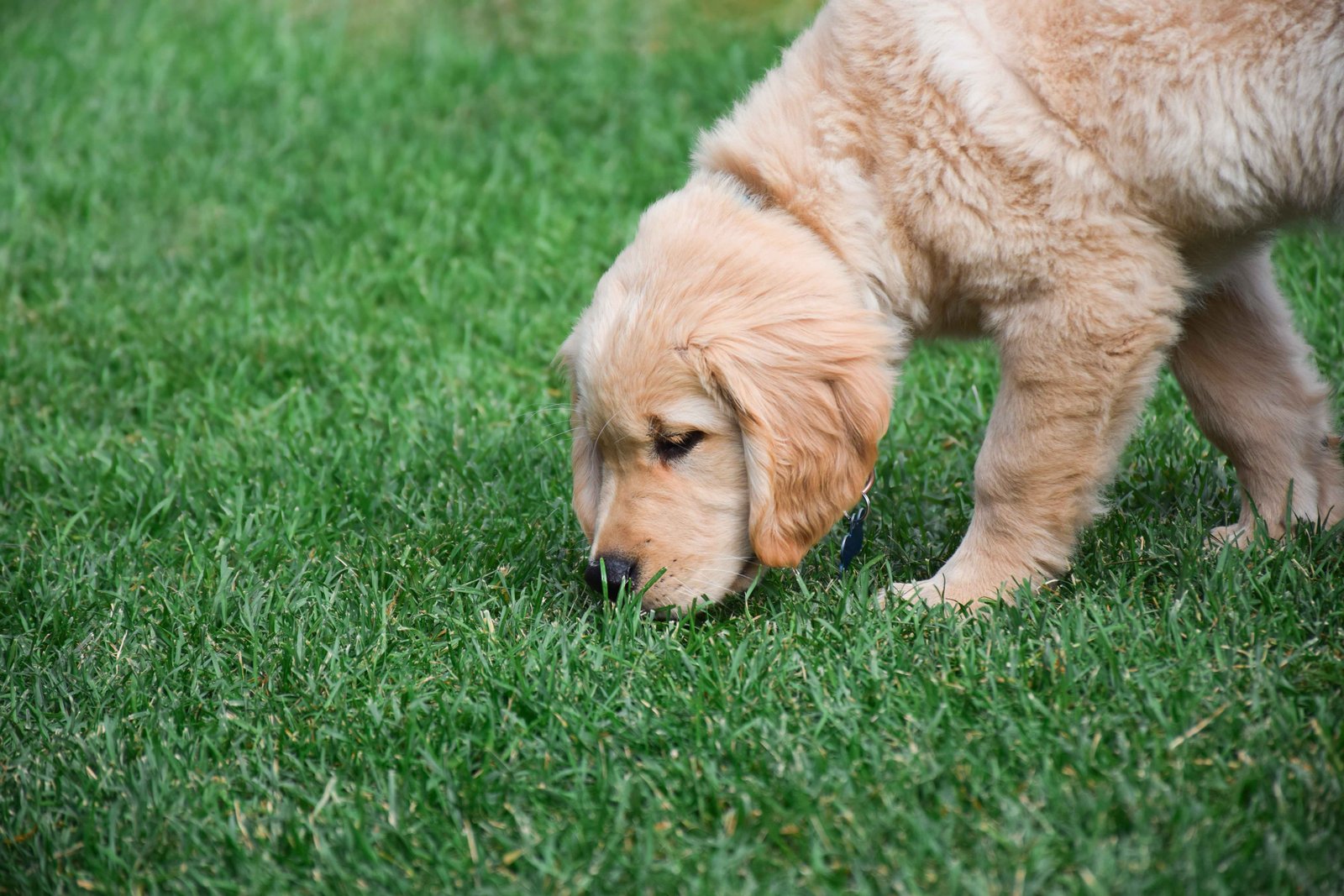 why is my dog suddenly eating grass while sniffing and grazing in the backyard