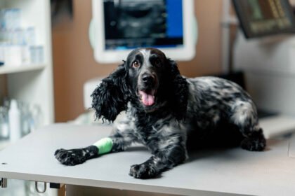 signs of diabetes in dogs shown by a dog receiving veterinary care during a health examination
