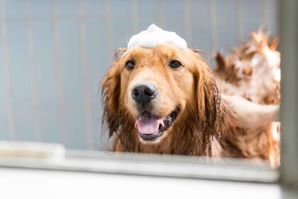 Best Shampoo for Dog Itchy Skin being used during a bath to soothe dry and irritated skin