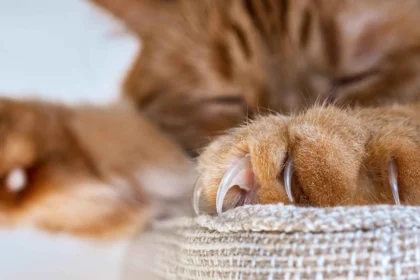 How to stop cat scratching furniture with a scratching post and healthy clawing habits