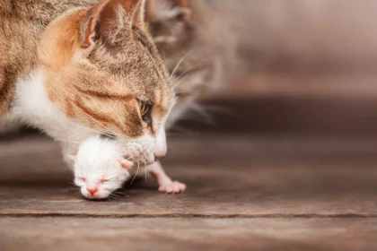 Why Do Mother Cats Eat Their Kittens in rare cases due to stress, illness, or survival instincts