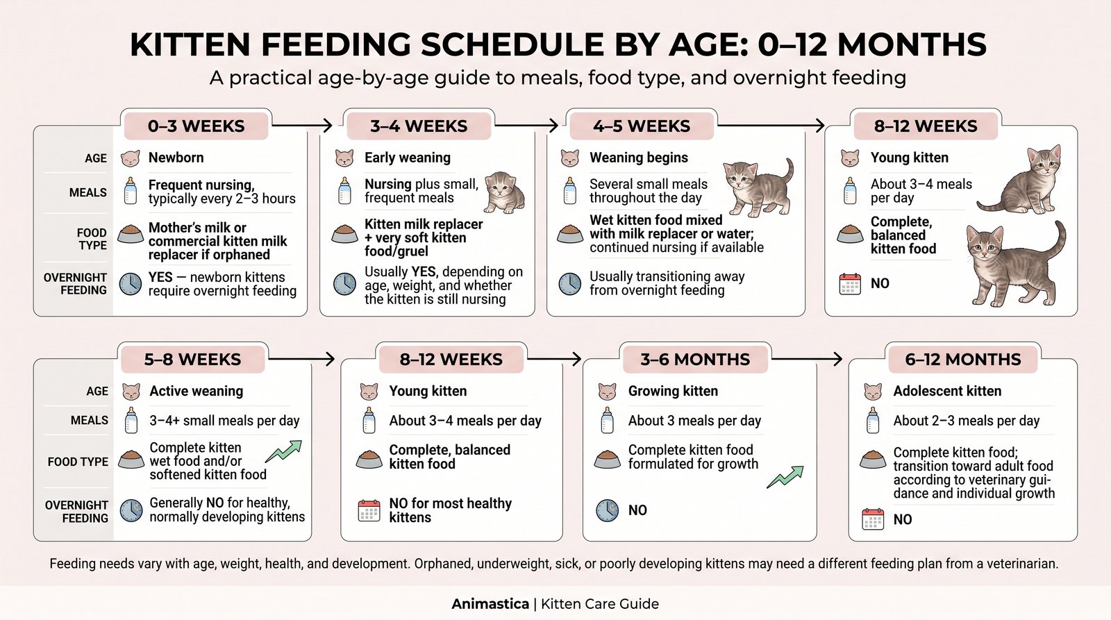 Kitten Feeding Schedule: How Often and How Much to Feed a Kitten 2 Kitten feeding schedule by age showing meals, food types, and overnight feeding from newborn to 12 months