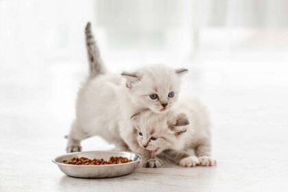 What to Feed Newborn Kittens: two kittens eating from a food bowl