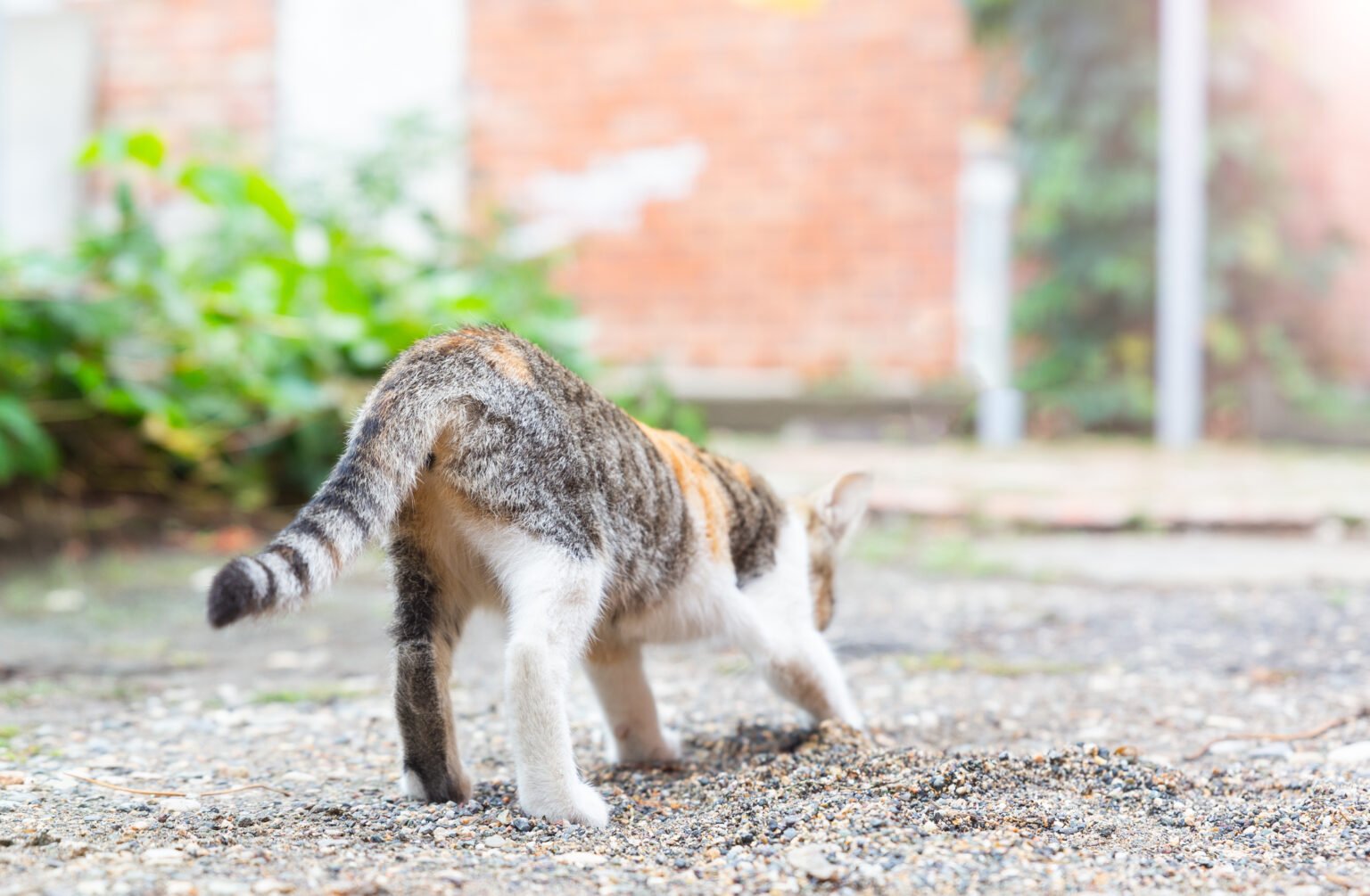 Cat diarrhea with a cat squatting outdoors and passing loose stool