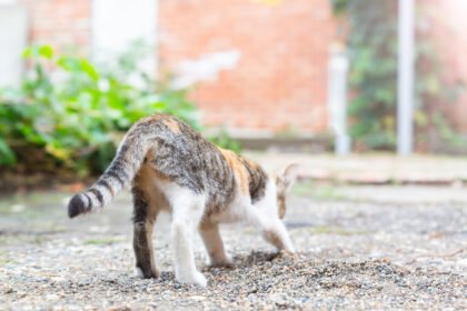 Cat diarrhea with a cat squatting outdoors and passing loose stool