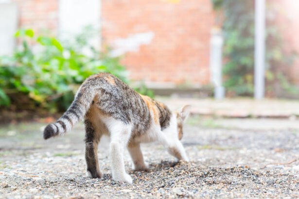 Cat diarrhea with a cat squatting outdoors and passing loose stool